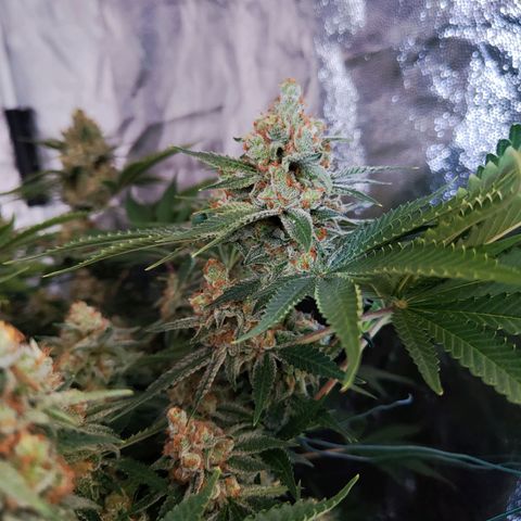 Gelato Samba < LST&HST(topping) >|< Photoperiod. Bulk seeds >| growlog timeline photo