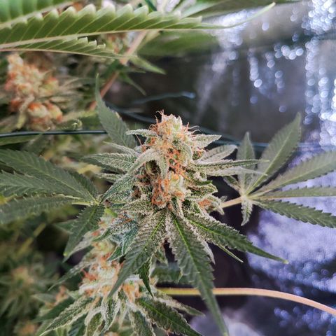 Gelato Samba < LST&HST(topping) >|< Photoperiod. Bulk seeds >| growlog timeline photo