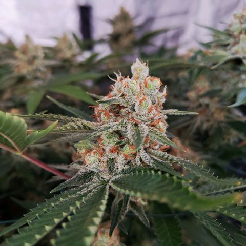 Gelato Samba < LST&HST(topping) >|< Photoperiod. Bulk seeds >| growlog timeline photo
