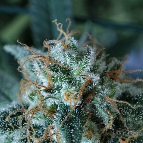 Gelato Samba < LST&HST(topping) >|< Photoperiod. Bulk seeds >| growlog timeline photo