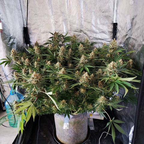 Gelato Samba < LST&HST(topping) >|< Photoperiod. Bulk seeds >| growlog timeline photo