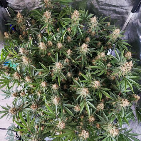 Gelato Samba < LST&HST(topping) >|< Photoperiod. Bulk seeds >| growlog timeline photo