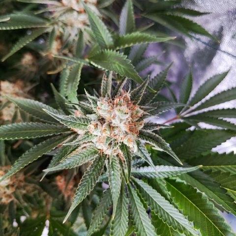 Gelato Samba < LST&HST(topping) >|< Photoperiod. Bulk seeds >| growlog timeline photo