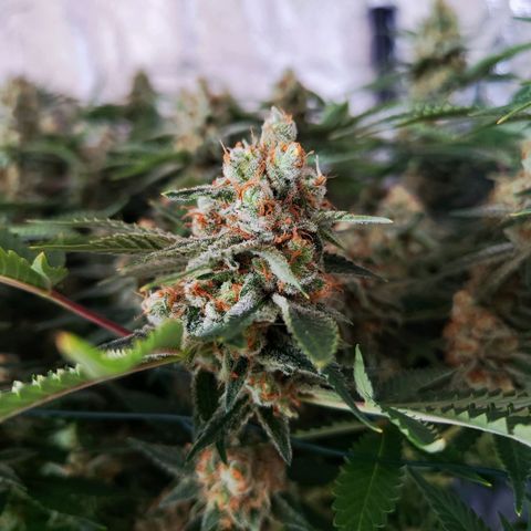 Gelato Samba < LST&HST(topping) >|< Photoperiod. Bulk seeds >| growlog timeline photo