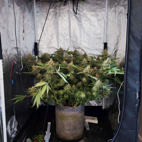 Gelato Samba < LST&HST(topping) >|< Photoperiod. Bulk seeds >| growlog timeline photo