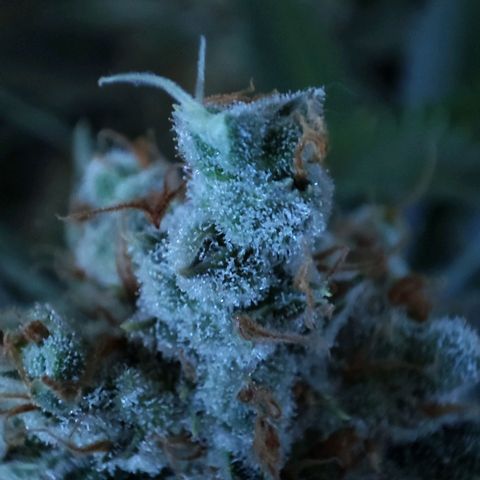 Gelato Samba < LST&HST(topping) >|< Photoperiod. Bulk seeds >| growlog timeline photo