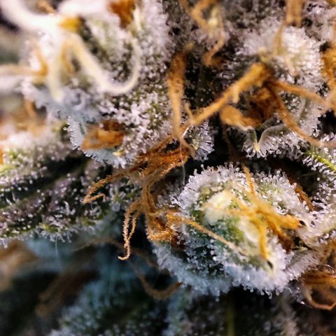 Gelato Samba < LST&HST(topping) >|< Photoperiod. Bulk seeds >| growlog timeline photo