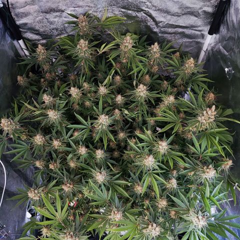 Gelato Samba < LST&HST(topping) >|< Photoperiod. Bulk seeds >| growlog timeline photo