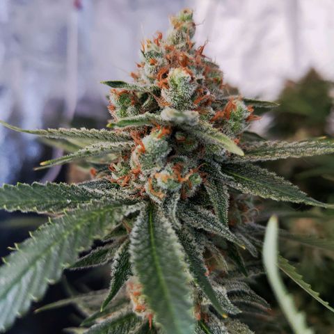 Gelato Samba < LST&HST(topping) >|< Photoperiod. Bulk seeds >| growlog timeline photo