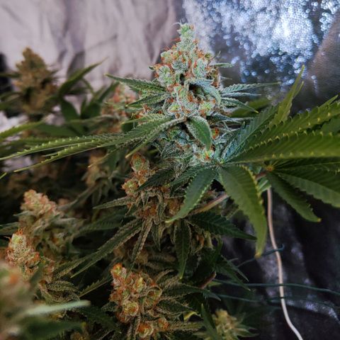 Gelato Samba < LST&HST(topping) >|< Photoperiod. Bulk seeds >| growlog timeline photo