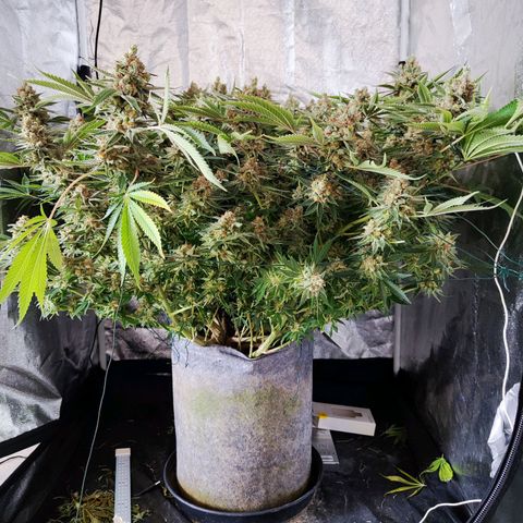 Gelato Samba < LST&HST(topping) >|< Photoperiod. Bulk seeds >| growlog timeline photo