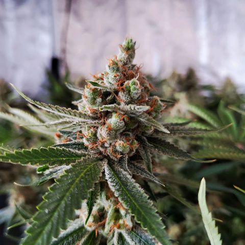 Gelato Samba < LST&HST(topping) >|< Photoperiod. Bulk seeds >| growlog timeline photo