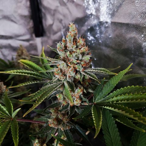 Gelato Samba < LST&HST(topping) >|< Photoperiod. Bulk seeds >| growlog timeline photo