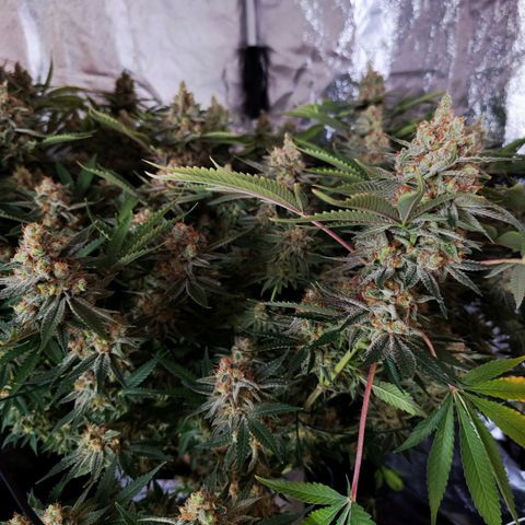 Gelato Samba < LST&HST(topping) >|< Photoperiod. Bulk seeds >| growlog timeline photo