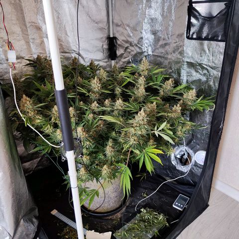 Gelato Samba < LST&HST(topping) >|< Photoperiod. Bulk seeds >| growlog timeline photo
