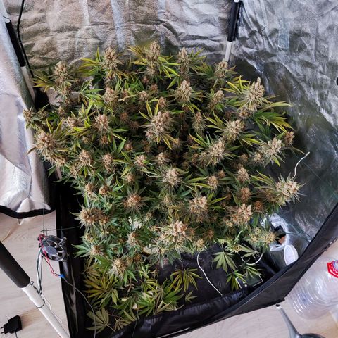 Gelato Samba < LST&HST(topping) >|< Photoperiod. Bulk seeds >| growlog timeline photo