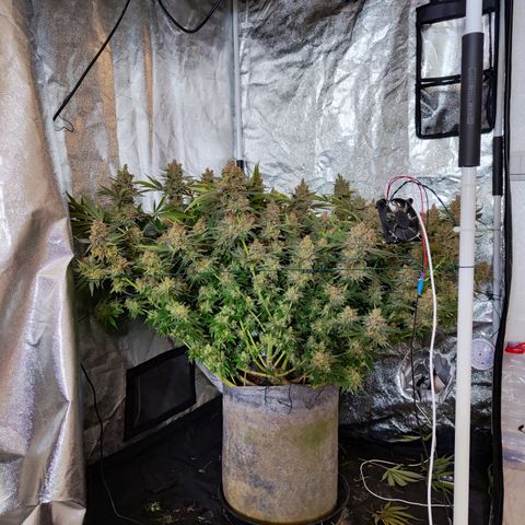 Gelato Samba < LST&HST(topping) >|< Photoperiod. Bulk seeds >| growlog timeline photo