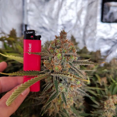 Gelato Samba < LST&HST(topping) >|< Photoperiod. Bulk seeds >| growlog timeline photo