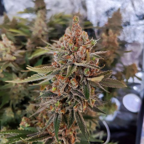 Gelato Samba < LST&HST(topping) >|< Photoperiod. Bulk seeds >| growlog timeline photo