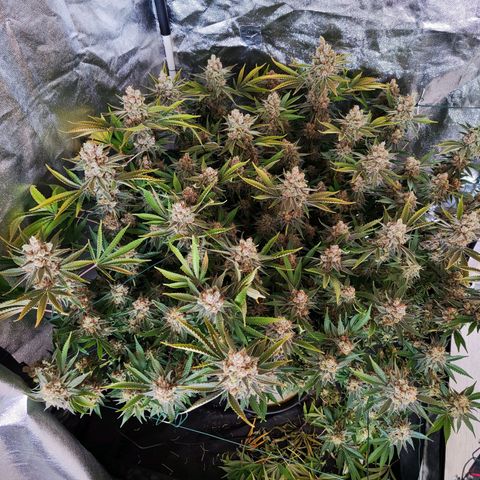 Gelato Samba < LST&HST(topping) >|< Photoperiod. Bulk seeds >| growlog timeline photo