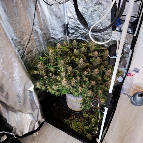 Gelato Samba < LST&HST(topping) >|< Photoperiod. Bulk seeds >| growlog timeline photo