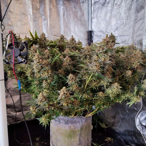 Gelato Samba < LST&HST(topping) >|< Photoperiod. Bulk seeds >| growlog timeline photo
