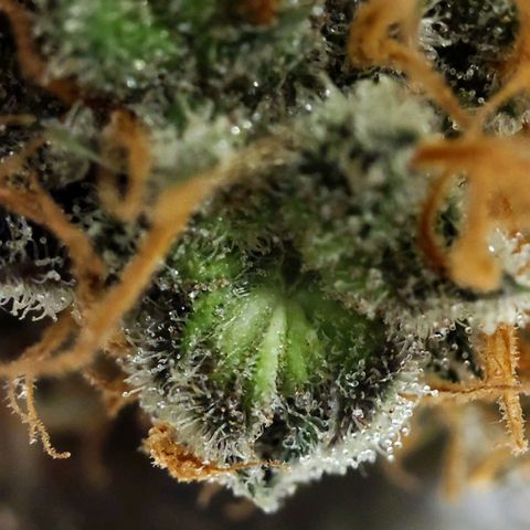 Gelato Samba < LST&HST(topping) >|< Photoperiod. Bulk seeds >| growlog timeline photo