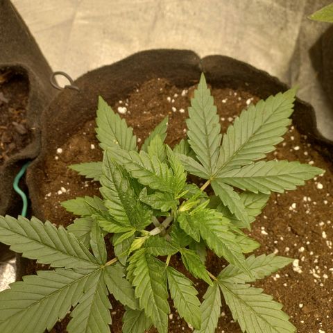 Tangerine kush growlog timeline photo