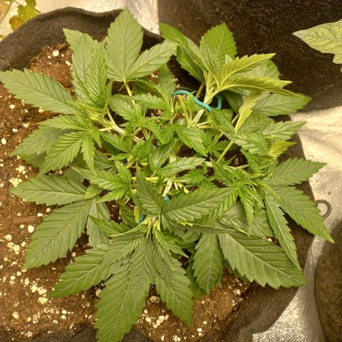 Tangerine kush growlog timeline photo