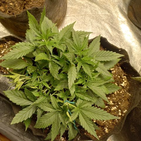 Tangerine kush growlog timeline photo