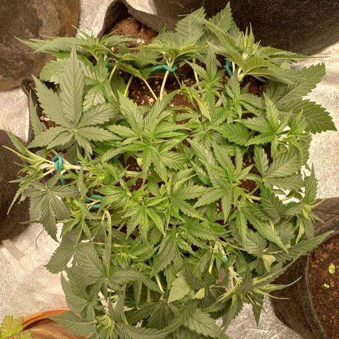 Tangerine kush growlog timeline photo
