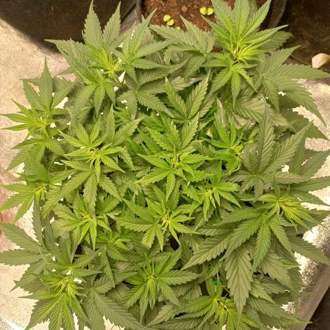 Tangerine kush growlog timeline photo