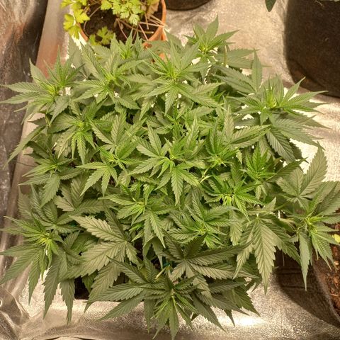 Tangerine kush growlog timeline photo