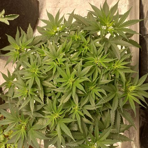 Tangerine kush growlog timeline photo