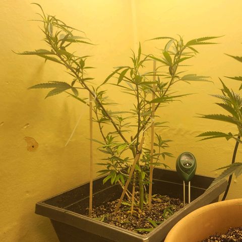 Power Plant 1 growlog timeline photo
