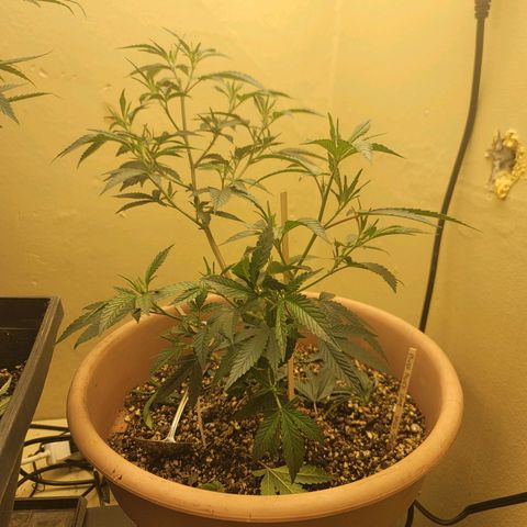 Plural Peach 1 growlog timeline photo