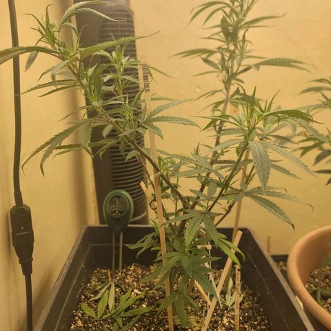 Power Plant 1 growlog timeline photo