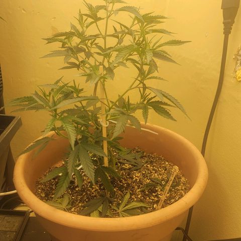 Plural Peach 1 growlog timeline photo