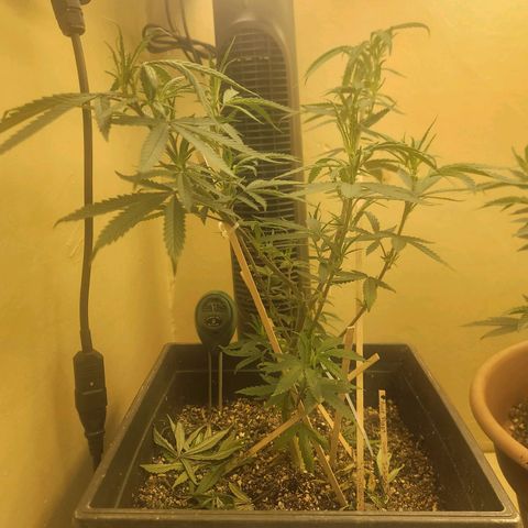 Power Plant 1 growlog timeline photo