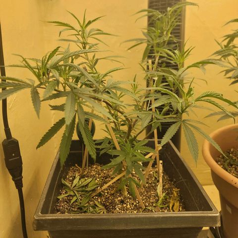 Power Plant 1 growlog timeline photo