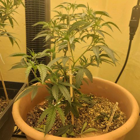Plural Peach 1 growlog timeline photo