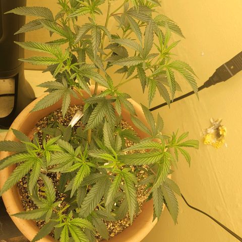 Plural Peach 1 growlog timeline photo