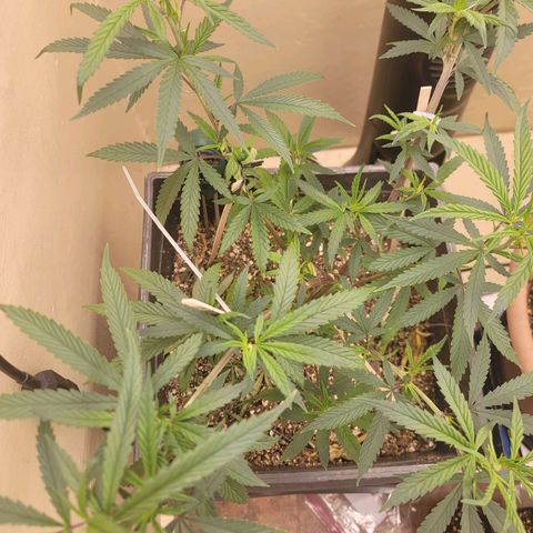 Power Plant 1 growlog timeline photo