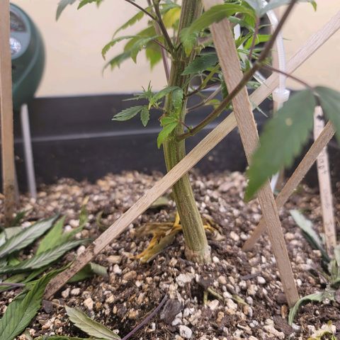 Power Plant 1 growlog timeline photo