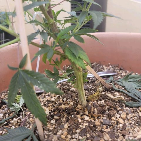 Plural Peach 1 growlog timeline photo