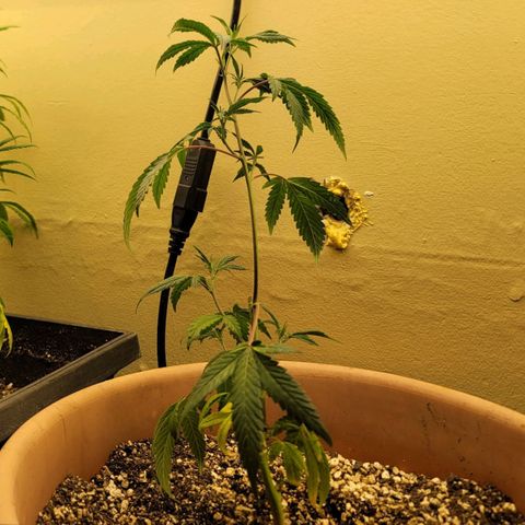 Plural Peach 1 growlog photo: July 28, 2023