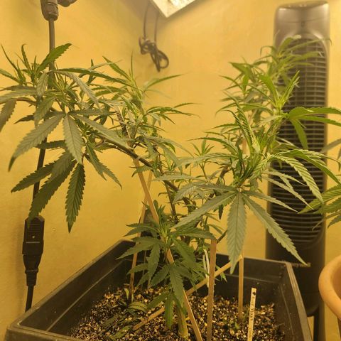 Power Plant 1 growlog timeline photo