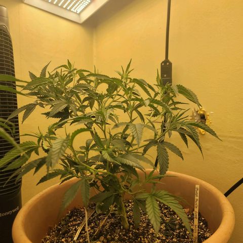 Plural Peach 1 growlog timeline photo