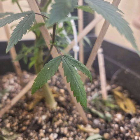 Power Plant 1 growlog timeline photo
