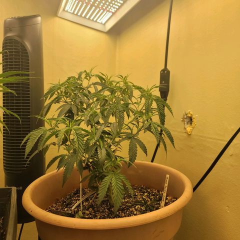 Plural Peach 1 growlog photo: Veging the fuck out!
Crazy change from 12 days ago.